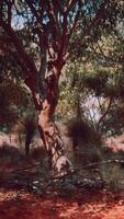 arboles y piedras en australiano Desierto video