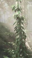 morning fog in dense tropical rainforest video