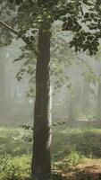 Rays of bursting sunlight in a misty forest video