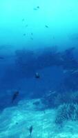 un grande grupo de pescado nadando terminado un coral arrecife video