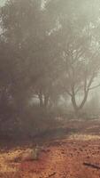 A mysterious and enchanting forest shrouded in thick fog video