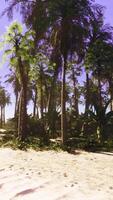 Palma árvores balançando em uma lindo de praia video