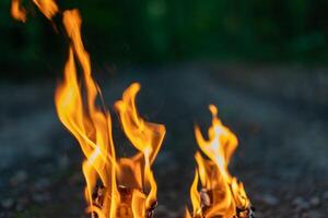 Tongues of flame close on the background of the evening forest. photo