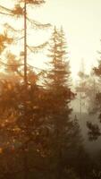 Sunlight streaming through the trees in a vibrant forest video