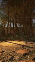 uma digital deserto panorama com Palma árvores video