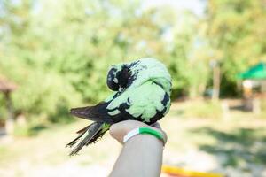 A colored dove of green sits on a hand against the background of bright green foliage. photo