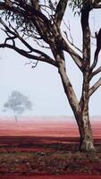 uma solitário árvore em pé dentro uma vibrante vermelho campo video