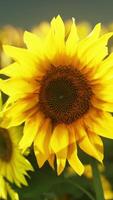 een levendig zonnebloem staand hoog in een gouden zee van zonnebloemen video