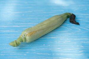Corn cob with green leaves lies on blue color background. photo