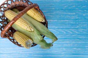 fresh raw corn cob in basket, blue wooden table, color background photo