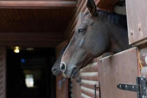 dos caballo mira mediante ventana de madera puerta estable esperando para paseo foto