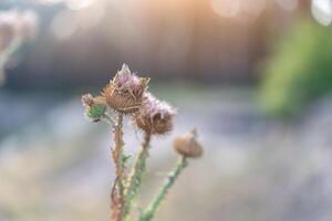 Dry spike of burdock on the background of a blurry forest photo