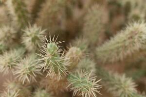 A large cactus with thorns in the wild spiny background photo