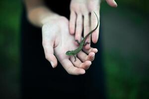 un persona participación un pequeño lagartija en su manos foto