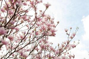 Closeup of magnolia tree blossom with blurred background and warm sunshine photo