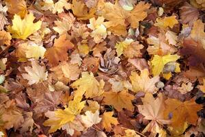 Maple autumn dry leaves background Lies on the ground photo