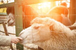 A  human is feeding a camel  in a zoo photo