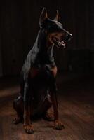 Portrait of Doberman on the dark background photo