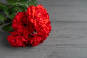 A bouquet of red blooming roses on a dark cement background in the corner. photo