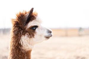 linda animal alpaka lama en granja al aire libre foto