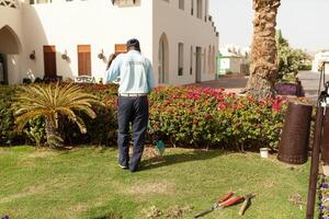 hombre es corte arboles en el parque profesional jardinero en un uniforme cortes arbustos foto