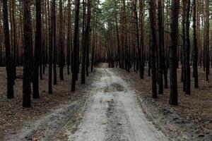 pine forest rural road photo