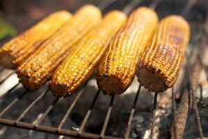 Cooking several fresh yellow brown golden corn cobs on open air barbecue grill, close up photo