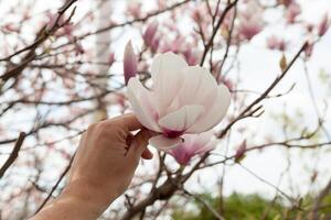 de cerca de magnolia árbol florecer con borroso antecedentes y calentar Brillo Solar foto