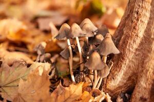 Poisonous mushrooms group grow in autumn leaves near the tree. photo