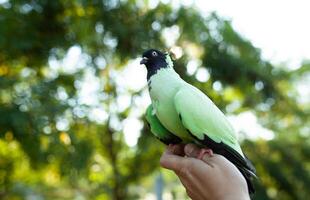 Green dove on human hand photo