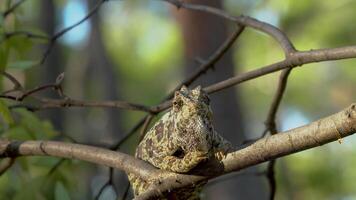 kameleon Aan een boom Afdeling in de wild Woud. dichtbij omhoog. video