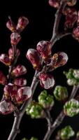 tempo periodo di il fioritura di bianca petali di un' albicocca fiore su nero sfondo. primavera tempo periodo di apertura bellissimo fiori su rami albicocca albero. macro sparo, verticale filmato. video