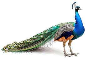 AI generated Full portrait of a peacock with vibrant tail feathers. Concept of ornithology, bird elegance, feather patterns, and avian beauty photo