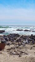 Vertical Video of Beach Pollution