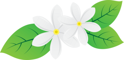 white jasmine flower for decoration design png