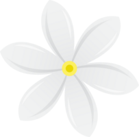 white jasmine flower for decoration design png