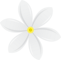 blanc jasmin fleur pour décoration conception png