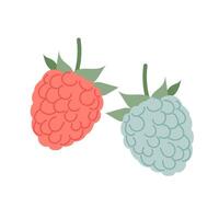 Raspberries and blackberries in flat style. Set of vector illustrations of ripe berries.