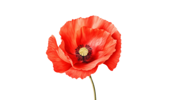 AI generated Red poppy flower cut out. Poppy flower on transparent background png