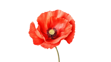 ai gegenereerd rood papaver bloem besnoeiing uit. papaver bloem Aan transparant achtergrond png