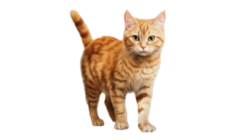 AI generated Ginger cat cut out. Pet cat on transparent background png