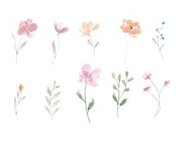 Pink and Yellow Wild Watercolor Flower vector
