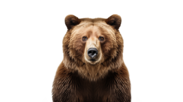 ai gerado Castanho Urso cortar fora. isolado Urso animal em transparente fundo png