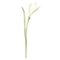 Watercolor white snowdrops flower. Isolated hand drawn illustration spring blossom. Floral botanical template for postcard, packaging and tableware, textile and sticker, embroidery. png