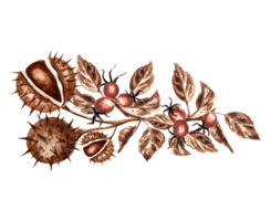 Watercolor chestnuts with rosehip branch in brown. Template isolated illustration of  autumn chestnut round spiky fruits in peel. Hand drawing for invitations and cards,  packaging, textile, sticker png