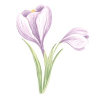 Violet crocus flowers with leaves. Isolated hand drawn watercolor illustration spring blossom saffron. Floral botanical drawing template for card of Mothers day, 8 March, wedding, textile, embroidery. png