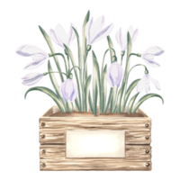 Snowdrops with leaves in wooden box with label. Spring wild flowers. Isolated hand drawn watercolor botanical illustration. Floral drawing template for card, Mothers day, 8 March, sticker, embroidery. png
