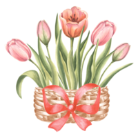 tulpen boeket in wijnoogst mand met rood boog. voorjaar tuin bloem. geïsoleerd hand- getrokken waterverf botanisch illustratie. bloemen tekening sjabloon voor kaart, moeders dag, 8 maart, Pasen, borduurwerk png