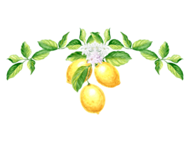 Composition of lemons fruits with green leaves and flowers. Hand drawn watercolor illustration of summer juicy citrus. Isolated print template for cards, scrapbooking, sticker, embroidery and textile. png