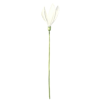 vattenfärg vit snödroppar blomma. isolerat hand dragen illustration vår blomma. blommig botanisk mall för vykort, förpackning och servis, textil- och klistermärke, broderi. png